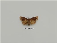 藏品(夜蛾728)的圖片